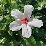 Pals Pefkos Pefki (Rhodes)
