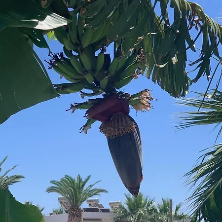 شقة فندقية Pals Pefkos Pefki