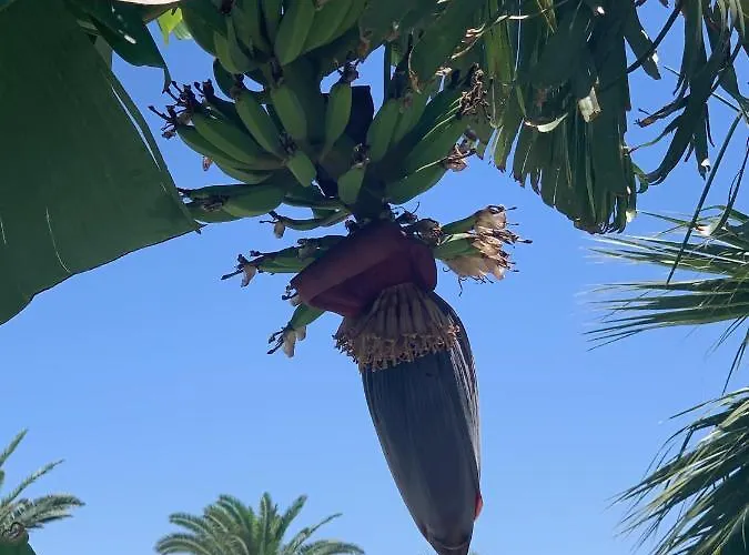 公寓式酒店 Pals Pefkos Pefki