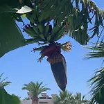 Aparthotel Pals Pefkos Pefki